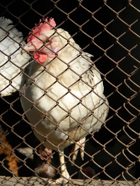 提高自身的 提高自身的